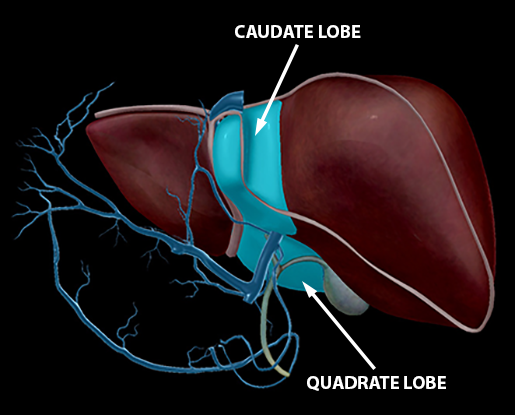 liver-hepatic-portal-vein-caudate-quadrate